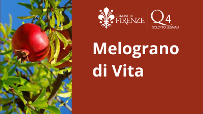 Melograno di vita