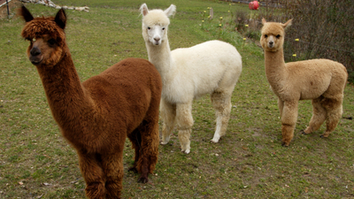 Parco degli Alpaca: aperture al pubblico